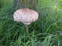 Macrolepiota procera 3, Grote Parasolzwam, Saxifraga-Peter Meininger