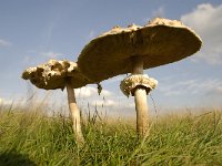 Macrolepiota procera 30, Grote parasolzwam, Saxifraga-Luuk Vermeer