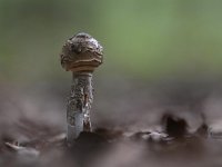 Macrolepiota procera 36, Grote parasolzwam, Saxifraga-Luuk Vermeer