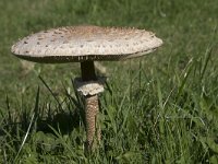 Macrolepiota procera 42, Grote parasolzwam, Saxifraga-Willem van Kruijsbergen