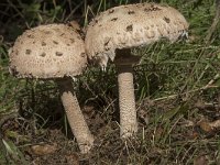 Macrolepiota procera 43, Grote parasolzwam, Saxifraga-Willem van Kruijsbergen