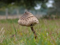 Macrolepiota procera 48, Grote parasolzwam, Saxifraga-Tom Heijnen