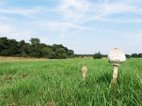 Macrolepiota procera 54, Grote parasolzwam, Saxifraga-Tom Heijnen