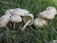 Marasmius oreades 3, Weidekringzwam, Saxifraga-Willem van Kruijsbergen