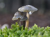 Mycena galericulata 11, Helmmycena, Saxifraga-Luuk Vermeer