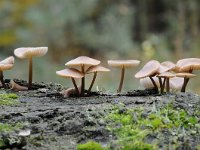 Mycena galericulata 12, Helmmycena, Saxifraga-Luuk Vermeer