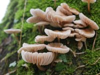 Mycena galericulata 17, Helmmycena, Saxifraga-Tom Heijnen