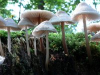 Mycena galericulata 18, Helmmycena, Saxifraga-Tom Heijnen