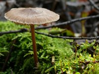 Mycena galericulata 20, Helmmycena, Saxifraga-Tom Heijnen