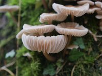 Mycena galericulata 21, Helmmycena, Saxifraga-Tom Heijnen