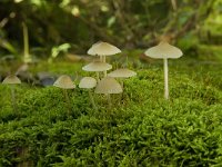 Mycena galericulata 4, Helmmycena, Saxifraga-Willem van Kruijsbergen