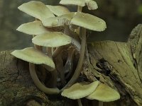 Mycena galericulata 7, Helmmycena, Saxifraga-Willem van Kruijsbergen