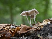 Mycena galericulata 9, Helmmycena, Saxifraga-Luuk Vermeer