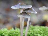 Mycena galopus 10, Melksteelmycena, Saxifraga-Luuk Vermeer