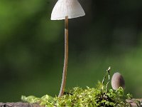 Mycena galopus 13, Melksteelmycena, Saxifraga-Luuk Vermeer