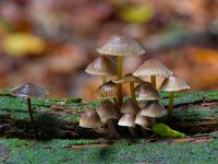 Fraaisteelmycena  Fraaisteelmycena Speulderbos : Mycena inclinata