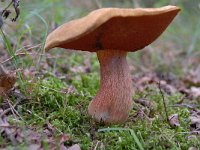 Neoboletus erythropus 3, Gewone heksenboleet, Saxifraga-Luuk Vermeer