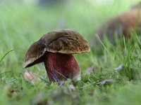 Neoboletus erythropus 7, Gewone heksenboleet, Saxifraga-Luuk Vermeer