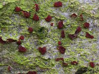 Neonectria coccinea 11, Bloedrood meniezwammetje, Saxifraga-Luuk Vermeer