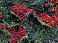 Neonectria coccinea 2, Bloedrood meniezwammetje, Saxifraga-Lucien Rommelaars