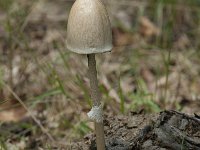 Panaeolus semiovatus 3, Geringde vlekplaat, Saxifraga-Willem van Kruijsbergen