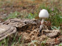 Panaeolus semiovatus 5, Geringde vlekplaat, Saxifraga-Tom Heijnen