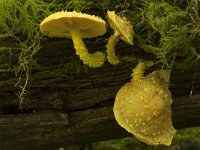 Pholiota flammans 3, Goudgele bundelzwam, Saxifraga-Willem van Kruijsbergen