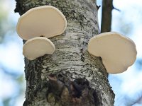 Piptoporus betulinus 17, Berkenzwam, Saxifraga-Tom Heijnen