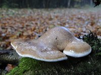 Piptoporus betulinus 9, Berkenzwam, Saxifraga-Luuk Vermeer