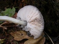 Pluteus salicinus 2, Grauwgroene hertenzwam, Saxifraga-Peter Meininger