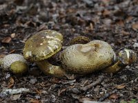 Pseudoboletus parasiticus 4, Kostgangerboleet, Saxifraga-Luuk Vermeer