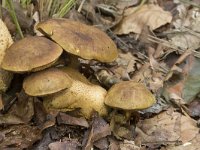 Pseudoboletus parasiticus 9, Kostgangerboleet, Saxifraga-Willem van Kruijsbergen