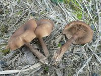 Pseudoclitocybe cyathiformis 2, Bruine schijntrechterzwam, Saxifraga-Jan Willem Jongepier