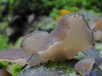 Pseudohydnum gelatinosum 10, Stekeltrilzwam, Saxifraga-Luuk Vermeer