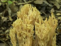 Ramaria aurea 3, Goudgele koraalzwam, Saxifraga-Willem van Kruijsbergen