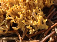 Ramaria formosa 2, Fraaie koraalzwam, Saxifraga-Jan van der Straaten