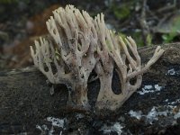 Ramaria stricta 18, Rechte koraalzwam, Saxifraga-Willem van Kruijsbergen