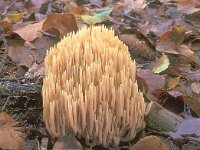 Ramaria stricta 4, Rechte koraalzwam, Saxifraga-Jan de Laat