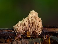 Ramaria stricta 6, Rechte koraalzwam, Saxifraga-Jan Nijendijk.