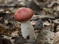 Russula emetica sl, incl silvestris 8, Braakrussula, Saxifraga-Willem van Kruijsbergen