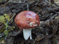 Russula emetica sl, incl silvestris 9, Braakrussula, Saxifraga-Willem van Kruijsbergen