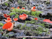 Sarcoscypha coccinea 5, Rode kelkzwam, Saxifraga-Luuk Vermeer