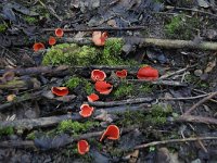 Sarcoscypha coccinea 6, Rode kelkzwam, Saxifraga-Luuk Vermeer