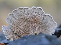 Schizophyllum commune 14, Waaiertje, Saxifraga-Luuk Vermeer