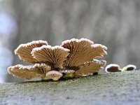 Schizophyllum commune 19, Waaiertje, Saxifraga-Luuk Vermeer