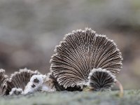 Schizophyllum commune 23, Waaiertje, Saxifraga-Luuk Vermeer