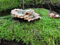 Stereum hirsutum 18, Gele korstzwam, Saxifraga-Tom Heijnen