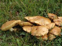 Suillus granulatus 2, Melkboleet, Saxifraga-Jan van der Straaten