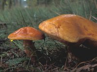 Suillus grevillei 3, Gele ringboleet, Saxifraga-Jan van der Straten