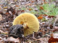 Suillus grevillei 6, Gele ringboleet, Saxifraga-Luuk Vermeer